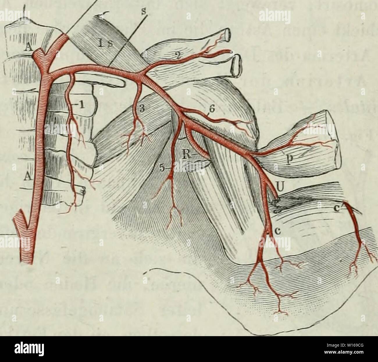 Arteria axillaris hires stock photography and images Alamy