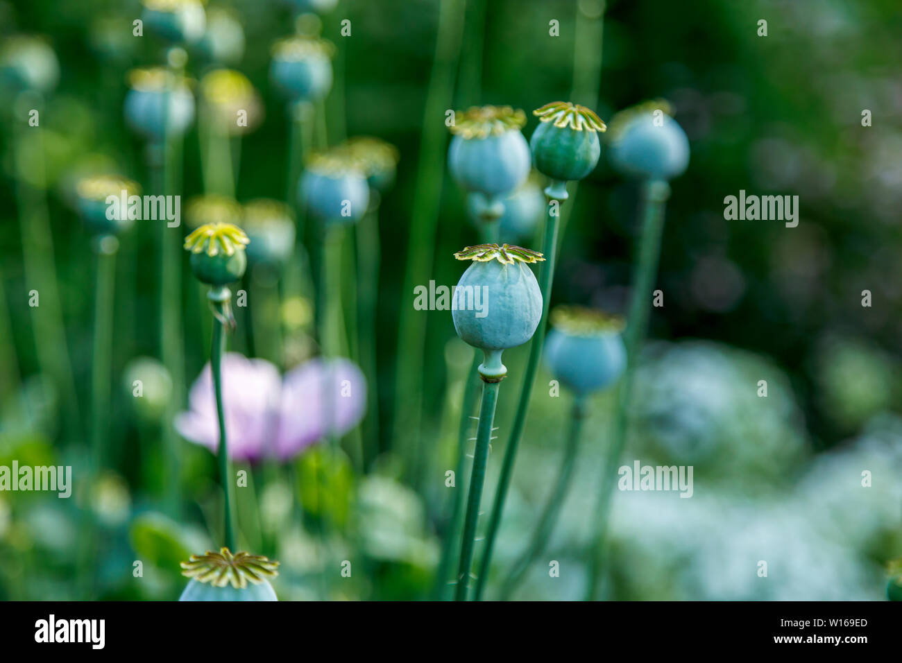 Close-up view of poppy (papaver) seed heads after flowering in a garden in Surrey, south-east England, UK Stock Photo
