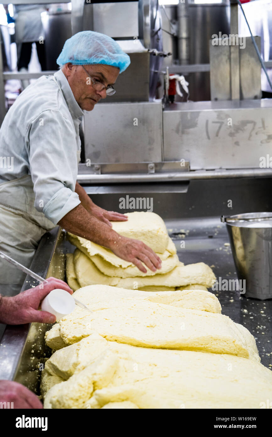Cheddaring curds. Quicke's cheese, Devon, UK. A traditional smallscale