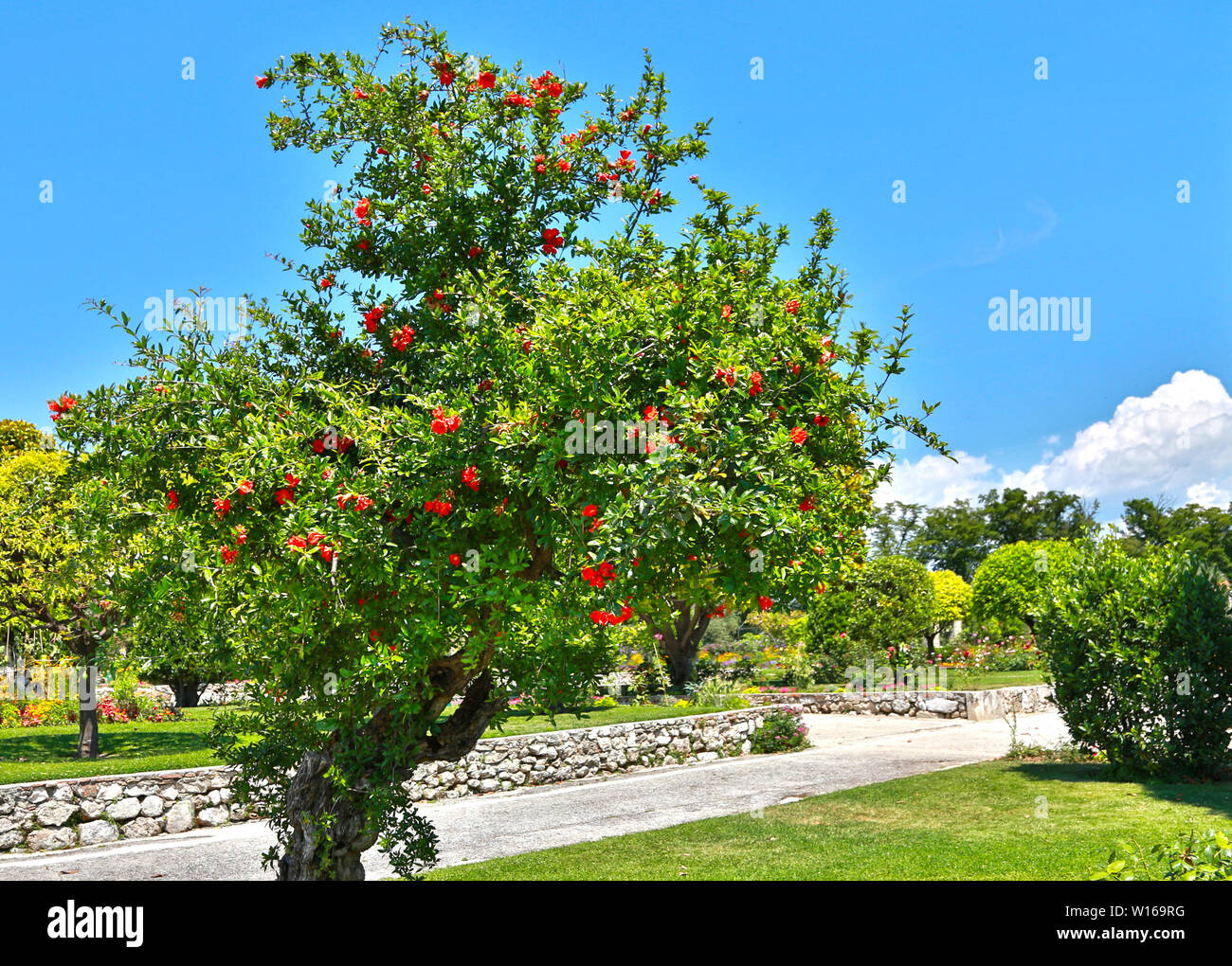 Bright red tree hi-res stock photography and images - Alamy