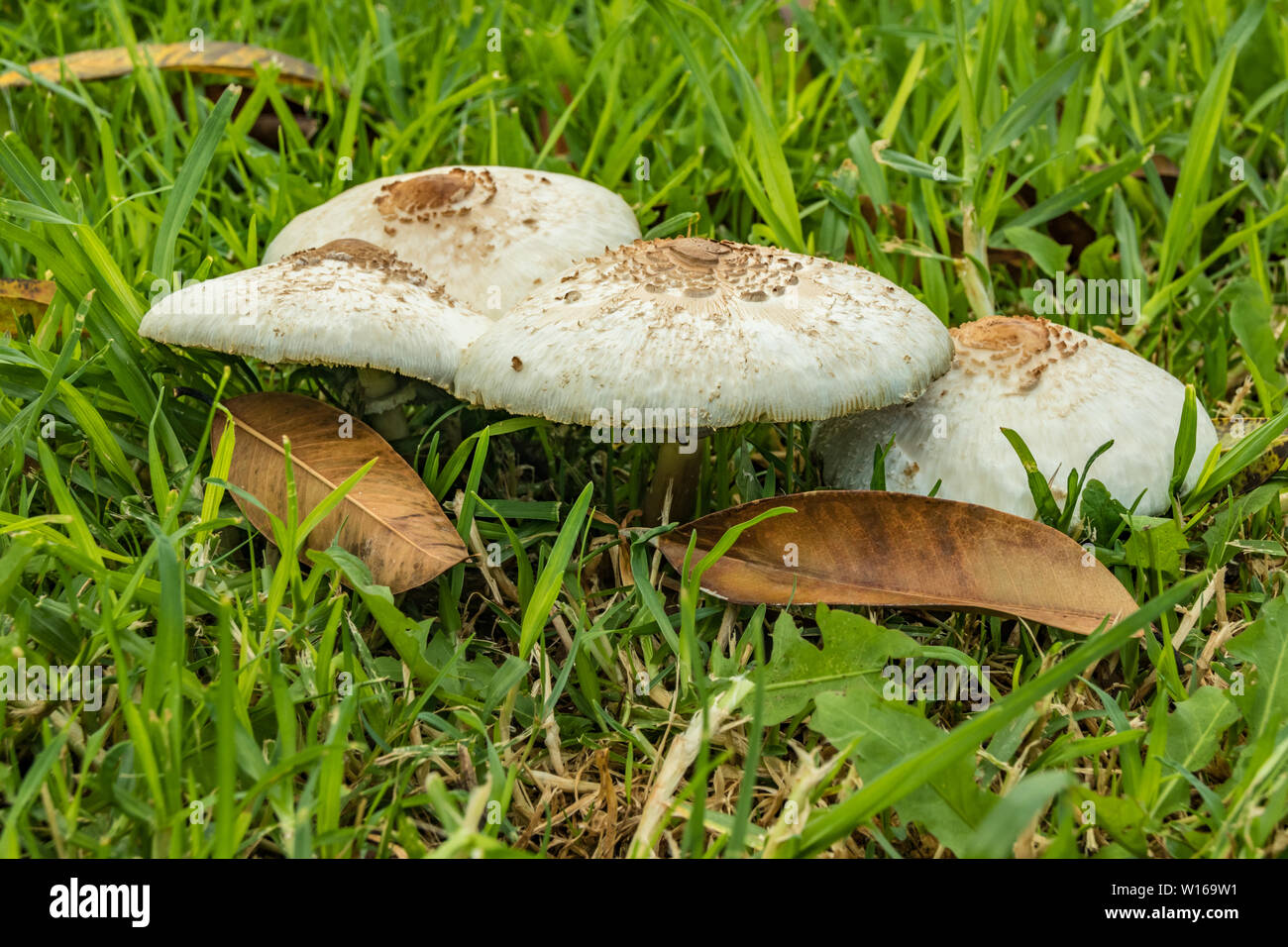 Close-Up Of wild Mushroom Growing On Field. Bright green grass and yellow dry leafs of ficus.. Selective focus- Stock Photo