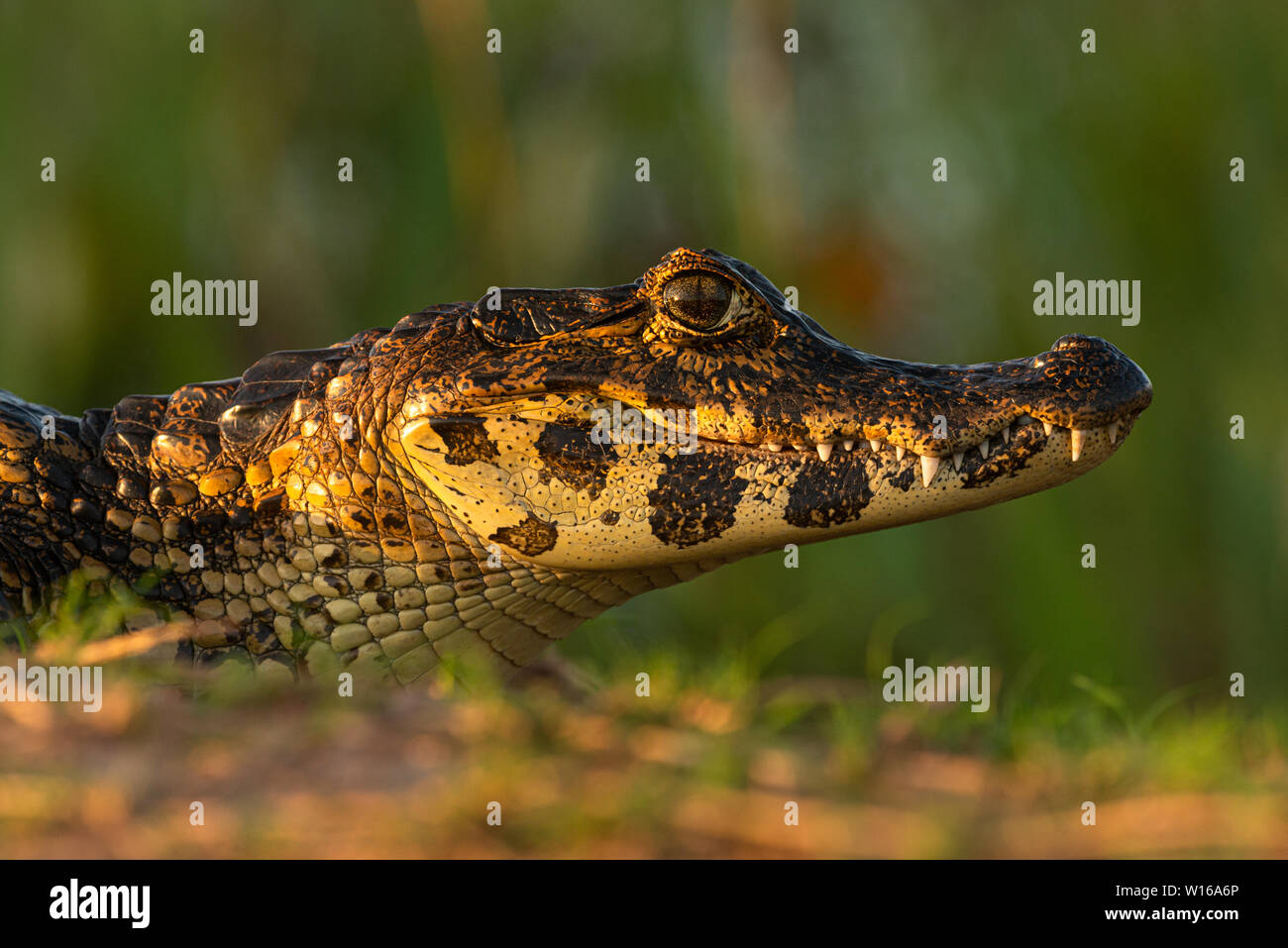 A Pantanal Caiman portrait Stock Photo