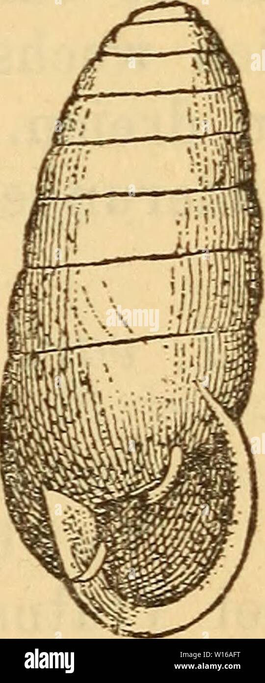 Archive image from page 240 of Die Mollusken-Fauna Mitteleuropa's (1884). Die Mollusken-Fauna Mitteleuropa's . diemolluskenfaun22cles Year: 1884  233 Farbe; Umgänge 9, schwach gewölbt, sehr langsam zuneh- mend; Naht vertieft; Nacken stark gewölbt, gelbweiss ein- gefasst von der durchscheinenden Ganmenwulst; Mündung halb-eiförmig; Mundsaum zurückgeschlagen, weiss, nicht eigentlich gelippt, an der Mündungswand mit einer starken, weissen Leiste; von den 2 Spindelfalten ist nur die untere sehr stark entwickelt, die obere aber unbedeutend und steht dieselbe so dicht oben an der Mündungswand an und Stock Photo