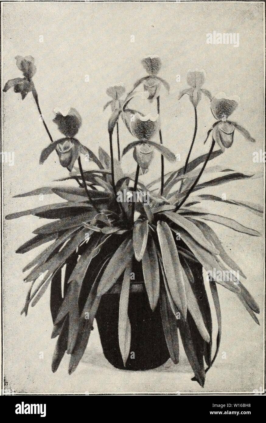 Archive image from page 247 of Descriptive illustrated catalogue of new. Descriptive illustrated catalogue of new and rare seeds, plants, and bulbs . descriptiveillus1893unit Year: 1893  Cypripedium INSIGNE. (See page 205.) Stock Photo