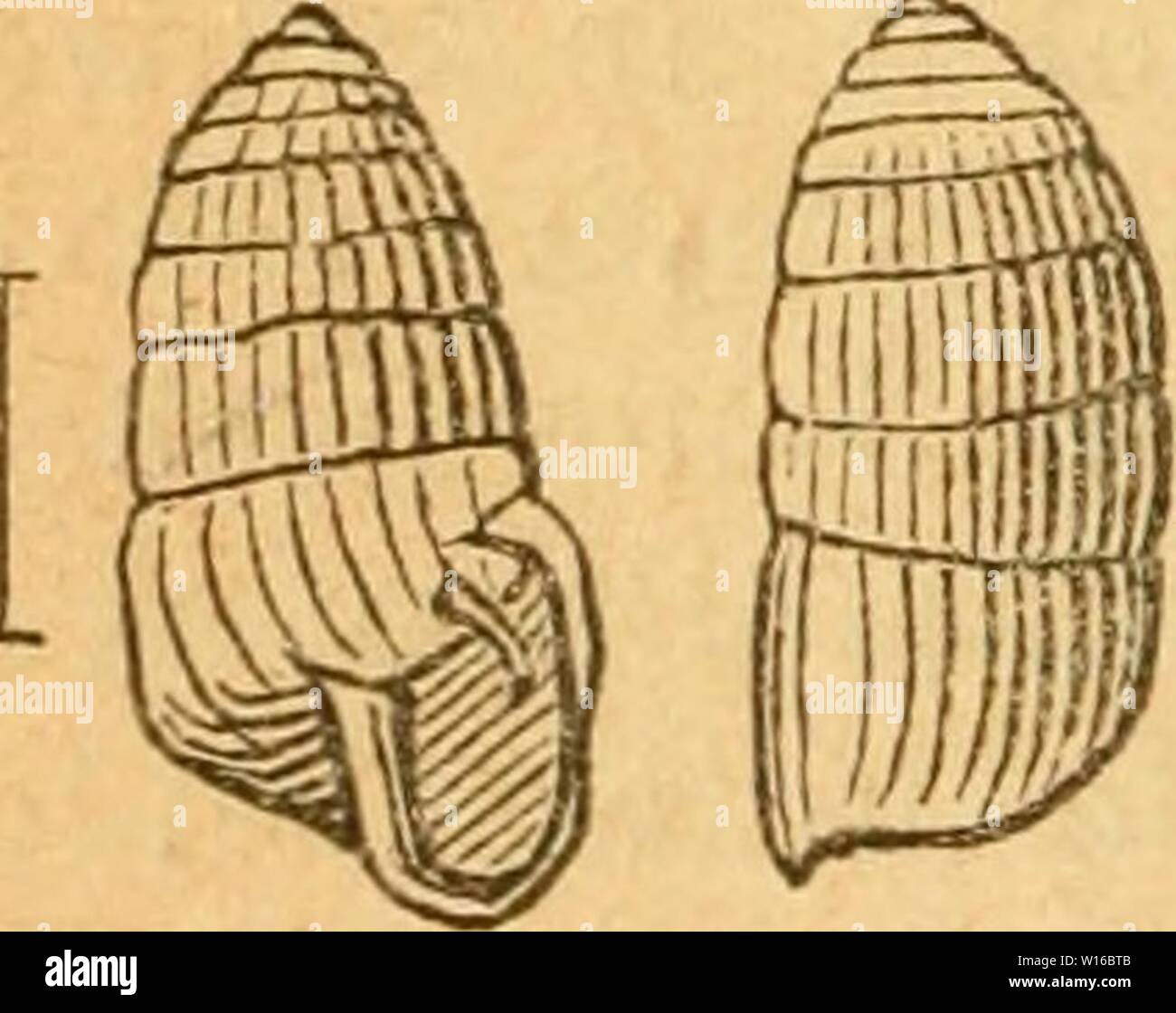Archive image from page 249 of Deutsche excursions-mollusken-fauna (1884). Stock Photo