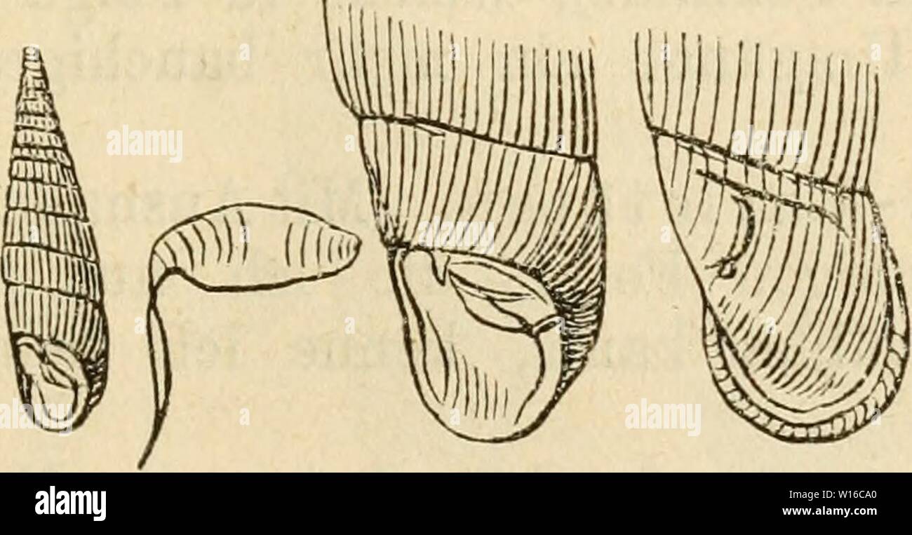 Archive image from page 252 of Deutsche excursions-mollusken-fauna (1876). Deutsche excursions-mollusken-fauna . deutscheexcursio00cles Year: 1876  247 tJebersicht der Arten. 1. Gehäuse: sehr gross (die grösste deutsche Clausilia). Cl. ventricosa, Drap. 2. Gehäuse: von mittlerer Grösse. a. Mündung mehr viereckig-rund- lich. Cl. Eolphii, Leach. b. Mündung rundlich. a. Gehäuse schlank, fein und enge-gerippt. Cl. lineolata, Held. ß. Gehäuse bauchig, stärker und weitläufiger gerippt. Cl. tumida, Z. 3. Gehäuse klein. Cl. plicatula, Drap. 9, Clausilia ventricosa, Draparnaud. Clausilia ventricosa, Dr Stock Photo