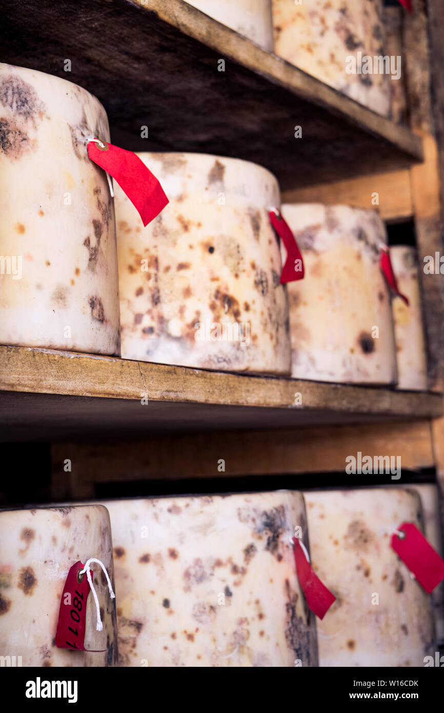 Clothbound truckles of cheddar maturing at Quicke's cheese, Devon, UK. A traditional small