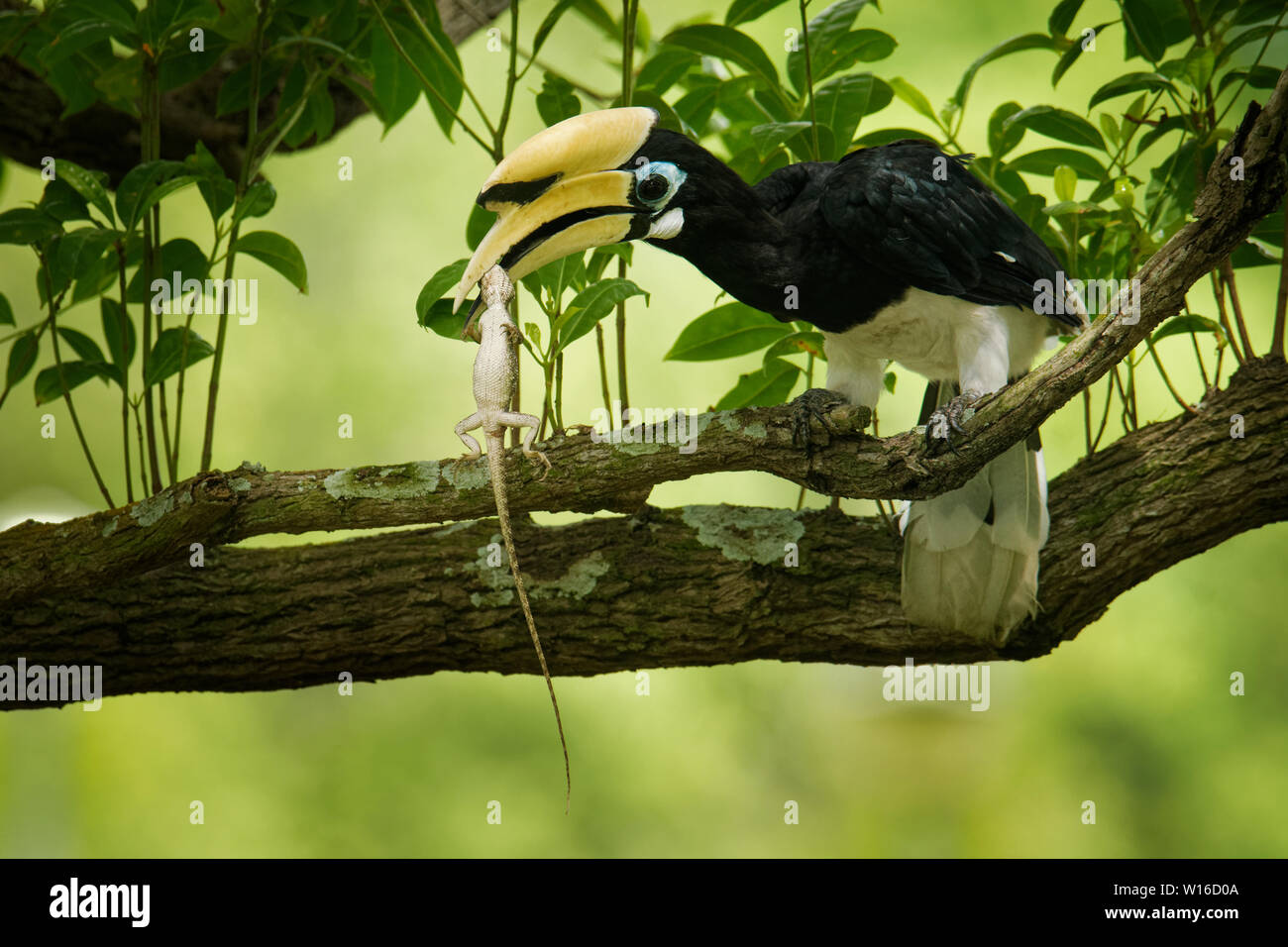 Oriental Pied-Hornbill - Anthracoceros albirostris large canopy-dwelling bird belonging to the Bucerotidae. Other common names are sunda pied hornbill Stock Photo