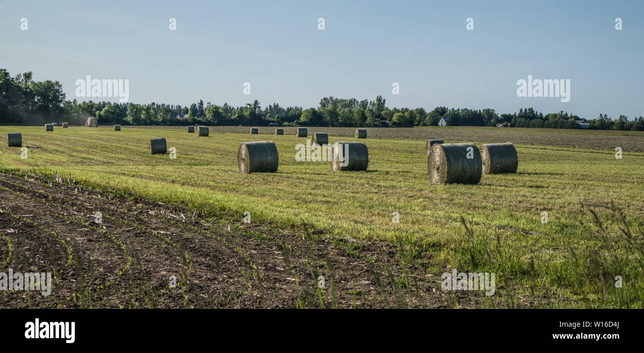 Haystacks rolls in Southern Canada during the month of July. Stock Photo