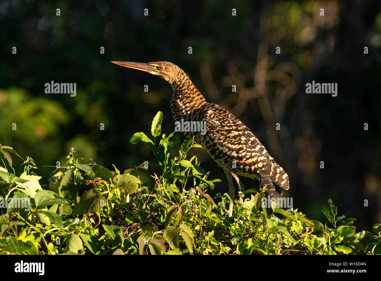 A juvenile Rufescent Tiger-Heron (Tigrisoma lineatum) from the Pantanal of Brazil Stock Photo