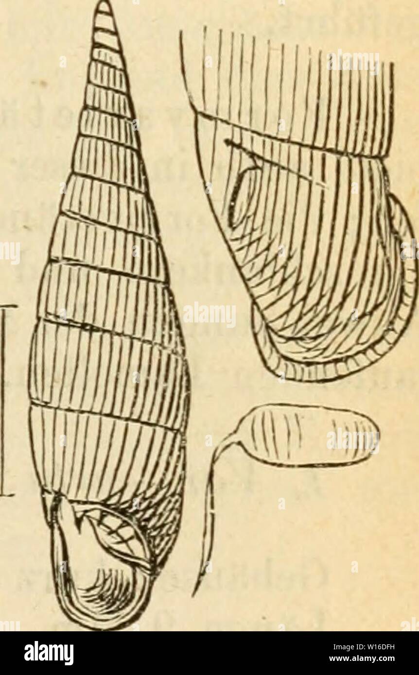 Archive image from page 260 of Deutsche excursions-mollusken-fauna (1876). Deutsche excursions-mollusken-fauna . deutscheexcursio00cles Year: 1876  255 13. Clausilia plicatula, DrajMrnaiid. Clausilia plicatula, Drap., tabl. moll. 1801. p. 64 Nr. 24. — Hist. moU. p. 72 t. 4 fig. 17. 18. — — C. Pfeiffer, Naturg. I. p. 64 t. 3 fig. 31. — Rossm., Icon. fig. 32. — — A. Schmidt, krit. Gruppen p. 25 t. 3 fig. 43—51 und t. 9 fig. 176—182. — — Küster, in Chemnitz ed. 2. p. 253 Nr. 262 t. 18 fig. 34—42. — — Kobelt, Nassau, p. 157 t. 3 fig. 7. — Slavik, Böhmen p. 107 t. 4 fig. 34. 35. Anatomie: Lehmann, Stock Photo