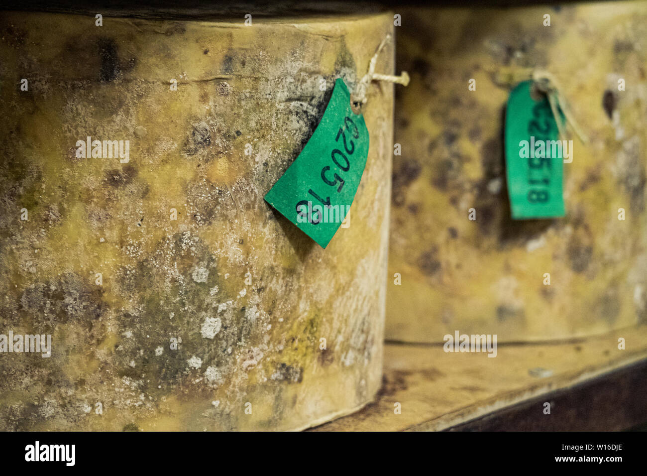 Clothbound truckles of cheddar maturing at Quicke's cheese, Devon, UK. A traditional small