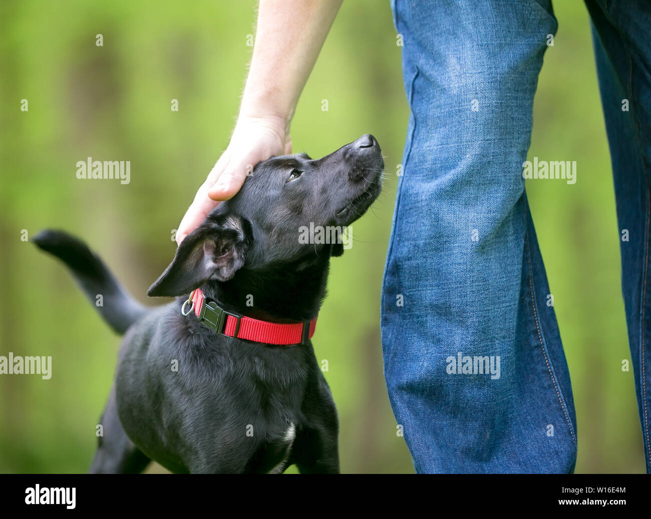 A person petting a small black Terrier mixed breed dog outdoors Stock Photo