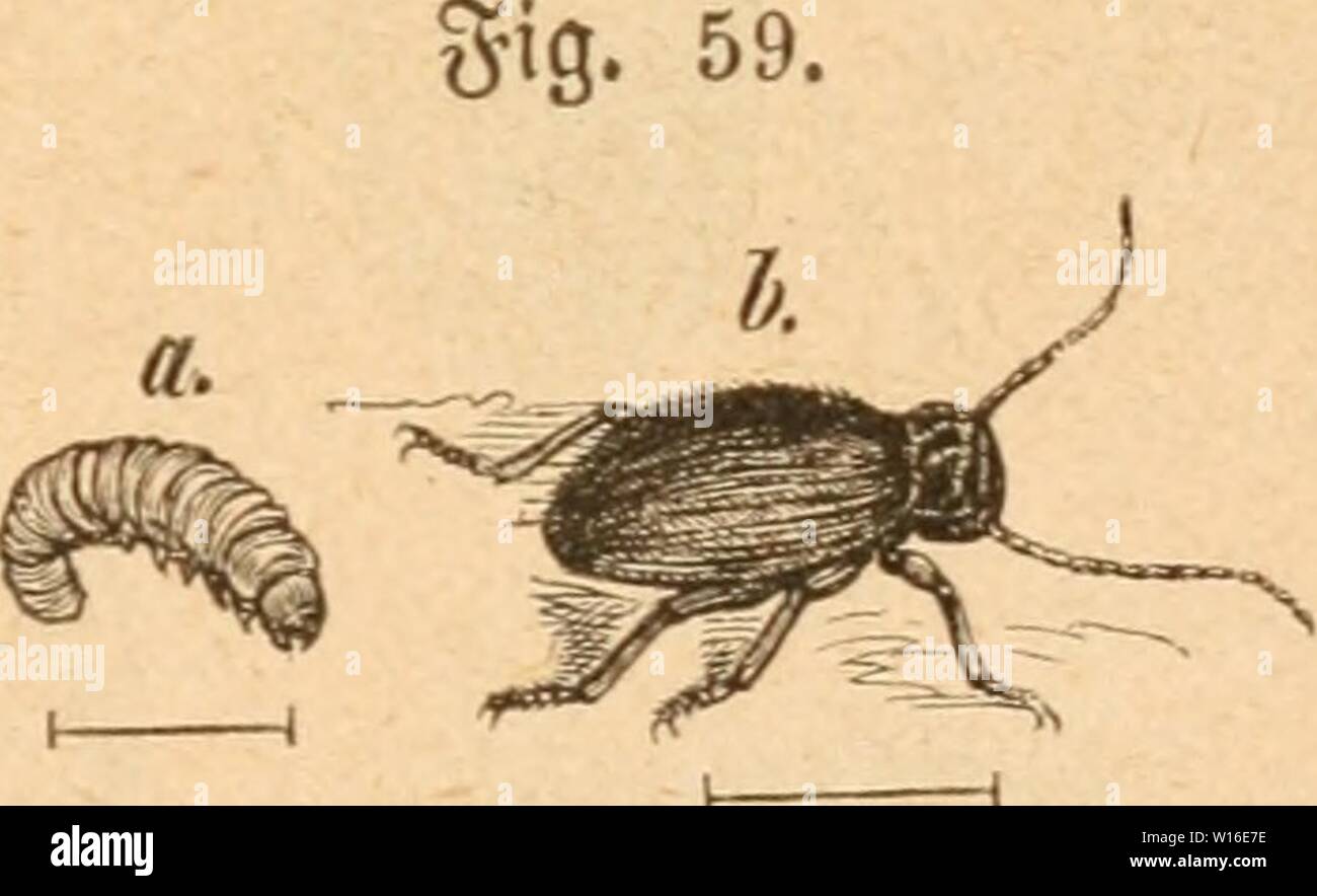 Archive image from page 264 of Die Insekten nach ihrem Schaden. Die Insekten nach ihrem Schaden und Nutzen . dieinsektennachi00tasc Year: 1882  — 257 — i[t tjeftredEt iinb tüaljtg, t»on garbe Ijelfer ober buit!e( graulidj gelb, to 'opfe faÖen hk fabeuförmigen güler öon tner alö öreiiänge unb bte ftar! t)orqueKenben klugen auf, am faft fugeügen §a(§fci(be t)or ber Witk bret nebeneinanber fte()eube, Don gelben §aarbnfd)eln umringte Söaräen. ie gUtgelbecfen finb ettDaS breiter aU jene§ unb eng |3un!tftreifig, bie cenfel fdjtoac feulenförmig, bie nbfpornen ber Wittth unb §inter jd)ienen ungleid), Stock Photo