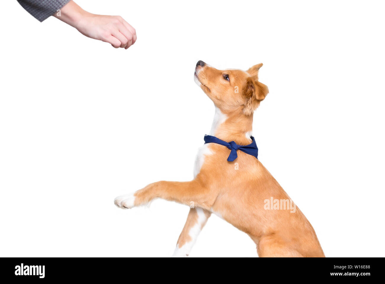 A cute red and white mixed breed puppy receiving a treat while training Stock Photo