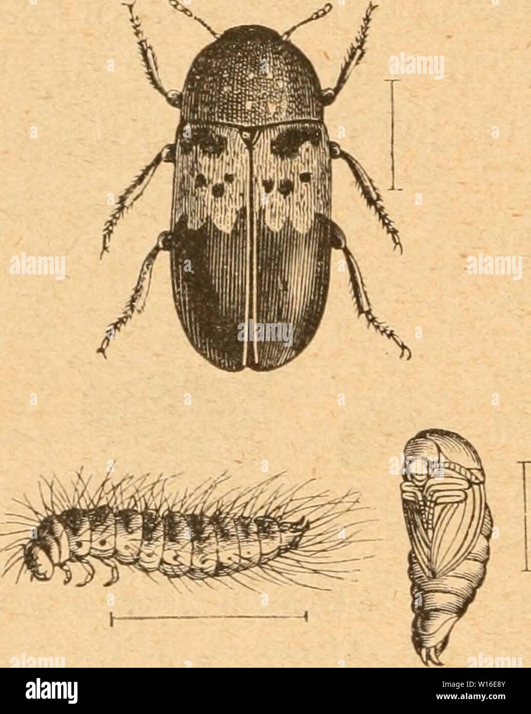 Archive image from page 265 of Die Insekten nach ihrem Schaden. Die Insekten nach ihrem Schaden und Nutzen . dieinsektennachi00tasc Year: 1882  — 258 S-iö- 60. unb iücrbcjt bitrd} i()re fccljknuigen, jtav! kl;aarteu Sarüeu 011115 im öceimcn in gtcidjer dt fdjäblic, tm ba§ üorigc Uu:= Ocic[er. SDer J)ec!!äfer (Dermestes lardarius gig. 60), einer bcr fogenannten „cixiU ober djabMfer', i[t ber größte (reicUd) 8 mm) in biefem IceMatte nnb leidjt fenntlid) an bcm fcti)ar5' )-nin!ticrtcn I)ranngeUien Dnerbanbe über bie fdjlDaren giÖ' beden. eine Siirüe ift jedjöbeinitj, anf bem DMden brann nnb mit Stock Photo