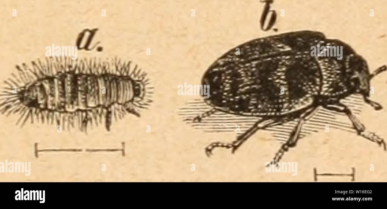 Archive image from page 266 of Die Insekten nach ihrem Schaden. Die Insekten nach ihrem Schaden und Nutzen . dieinsektennachi00tasc Year: 1882  â 259 â wann auf aiibcnfdjlntjcu angetroffen iporben, n:)o fie burdf; 5(n freffen junger Rauben biefelben getÃ¶tet f)aBen. er elfÃ¤fer, Ã¼rjdjuer (Attagenus pellio) lat ben SlÃ¶rperbau be3 Vorigen, bie bebeutenb geringere ÂrÃ¼ge Ã¶on 5 mm SÃ¤nge unb t|t burdj einen t;}eifeen Â§aarpun!t auf ber DJÃ¤tte jeber feiner glÃ¼gelbeden fenntlic, bie jamt bem Ã¼brigen 'Ã¶r|)er fdjtuar gefÃ¤rbt finb. (Sin einfadjeS Wuge ouf bem (Sdjeitel auer ben ufanuncngefeten Stock Photo