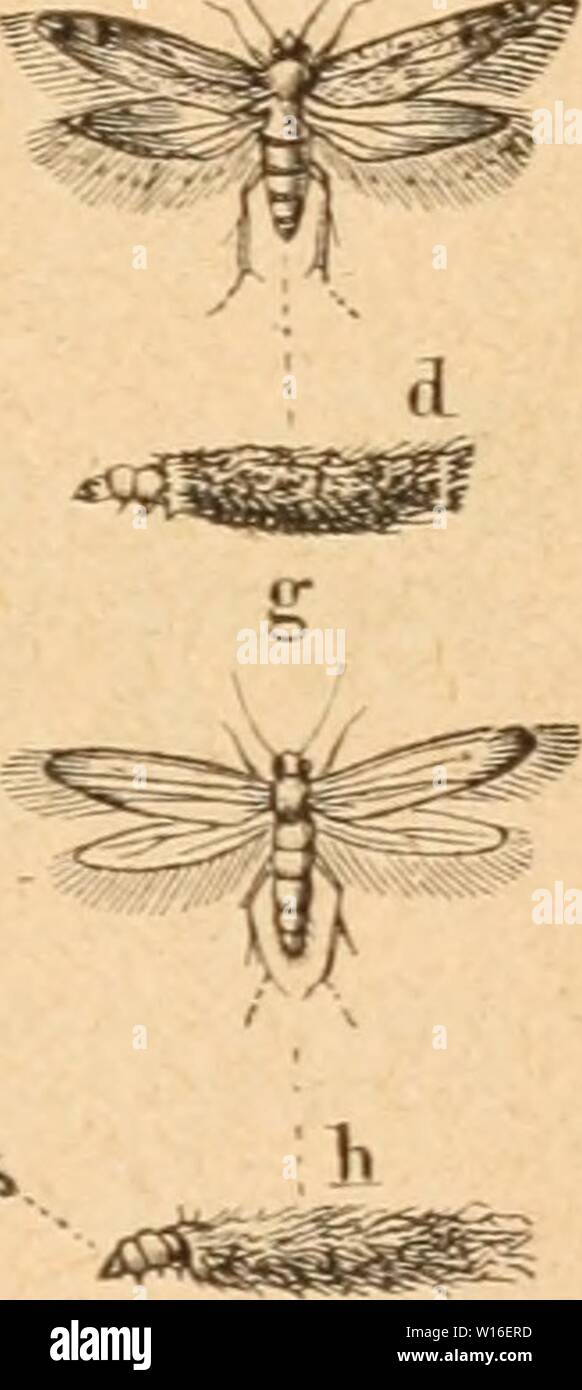 Archive image from page 268 of Die Insekten nach ihrem Schaden. Die Insekten nach ihrem Schaden und Nutzen . dieinsektennachi00tasc Year: 1882  ;ArÂ«,- CTsl â .r;r,v &gt;rfÂ» .-,âii, b Â»ueiBirfiuItcnflC 3Kotte (Tinea lacteella), cd teljlen. iJie gleidjfaU ]tart Tinea spretellÂ», c,f meibermotte (P. pelllo- nella), gâk gebcrid)a6e (T. biseliella). gliincnben, Ijeilgranen Â§inter= fliigel fdjimmern gelblid). ie glngeit fÃ¤llt in bie 9J(onate Snni nnb Suli. Â®ic mit gelbbraunem oife nerfeljene, ge brnngene Ã¼ianpe lebt Uon gelten, eljtnert Ã¤loUenftoffen, ben .s?aaren ber IÃolfter, gebern n. a., Stock Photo