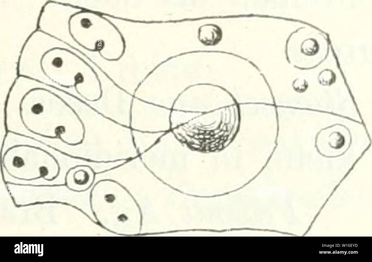 Archive Image From Page 270 Of Die Leitfossilien Ein Handbuch Fur