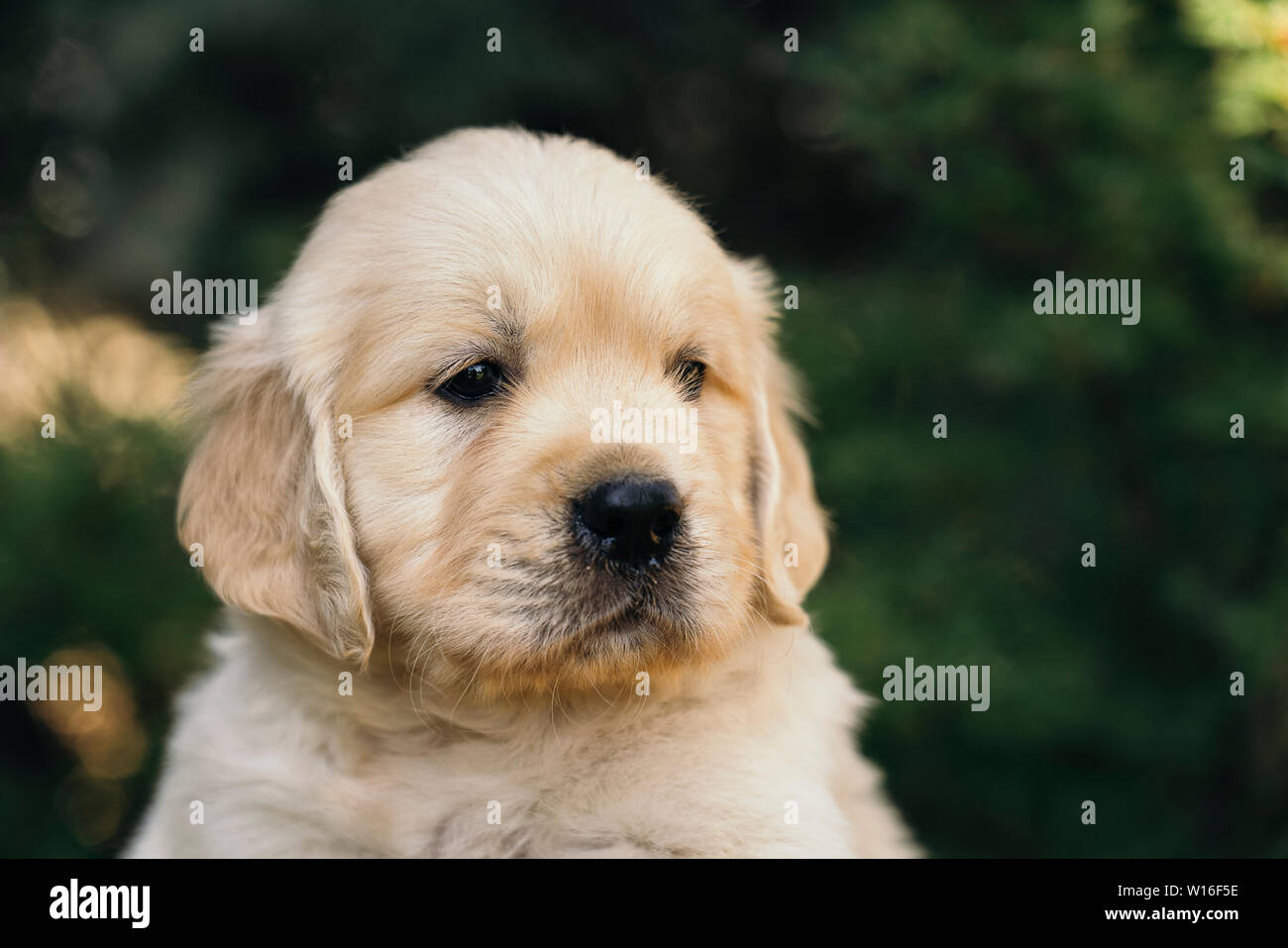 Yellow 3 Month Old Labrador Retriever Puppy At Sunset On The Beach Stock Photo Alamy