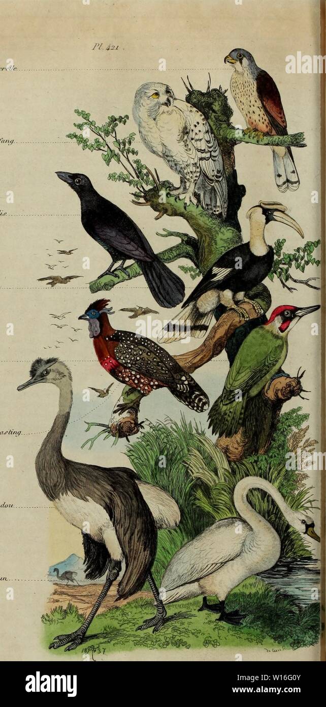 Archive image from page 279 of Dictionnaire pittoresque d'histoire naturelle et. Dictionnaire pittoresque d'histoire naturelle et des phÃnomÃ¨nes de la nature . dictionnairepitt06guri Year: 1838  [ Ordres  Oiseaux de Proie J'/iuroii (â¢re,r,frre//c. CJtevÃ¨chr /iiirfnny. (tihhÃ paraditf- Passereaux ' Calao hÃ 'or Griinpevu's {7-i&lt; GallinacÃs { Tiw/opa/t d'haj'ting. Ecliassiers ( Aufruche nandou PalmipÃ¨des} (}/ijitc conunuix.    Ois F. OuÃfin m: Stock Photo