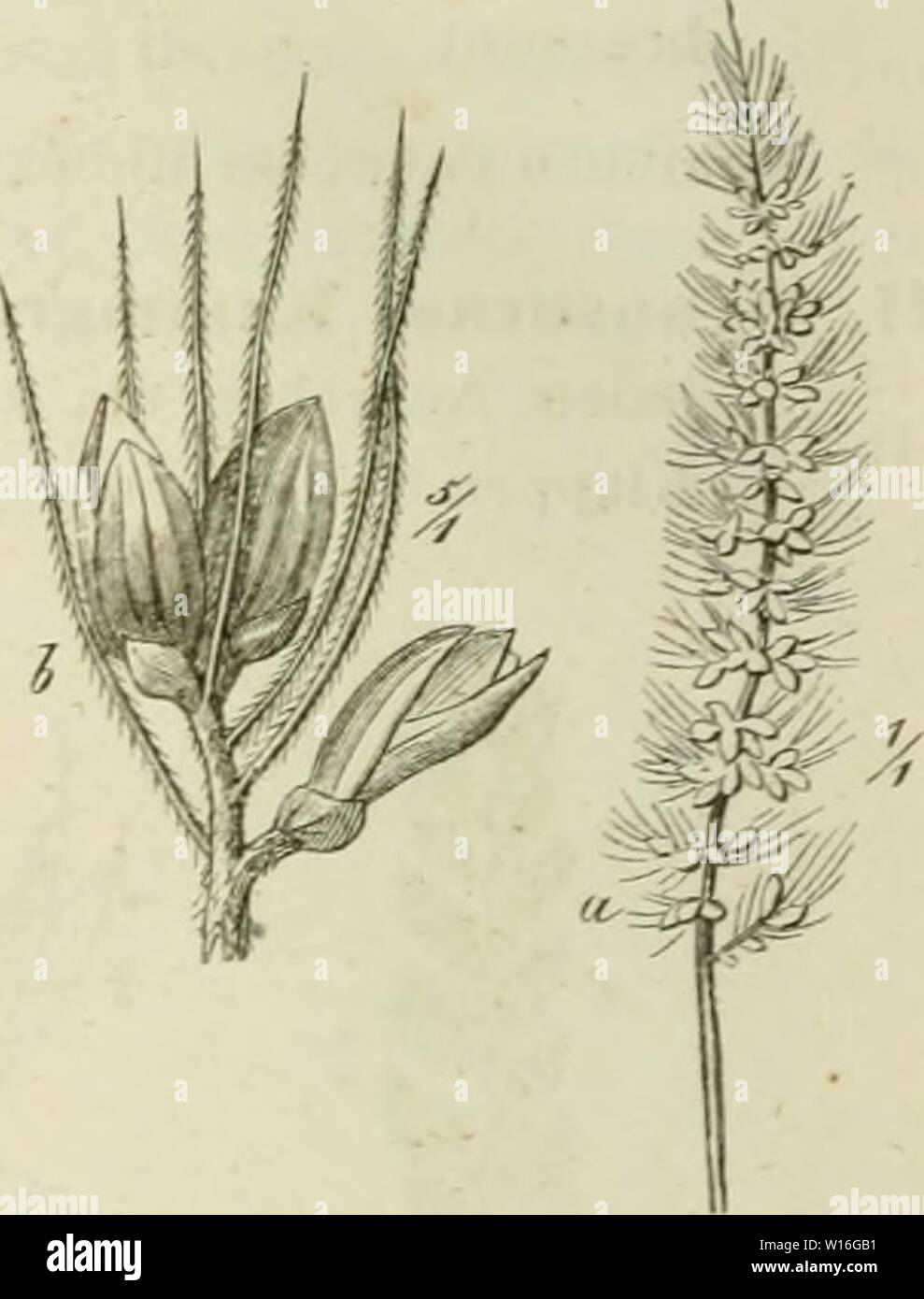 Archive image from page 281 of Deutschlands Gräser und Getreidearten zu. Deutschlands GrÃ¤ser und Getreidearten zu leichter Erkenntniss nach dem Wuchse, den BlÃ¤ttern, BlÃ¼then und FrÃ¼chten zusammengestellt und fÃ¼r die Land- und Forstwirtschaft nach Vorkommen und Nutzen ausfÃ¼hrlich beschrieben . deutschlandsgr00jess Year: den BlÃ¤ttern  266 VI. Kapitel. Tabelle der Gattungen. Nr. 21â2. 24. Sefaria, Feiniich S. 2 IS. Fig. 20. Kispe Ã¤hrenfÃ¶rmig. Zwischen chen lange Stachelborsten, die Aehrchen selbst unbegrannt, stets die eine Klapjje viel kÃ¼rzer. Paiiiciiin, Hirse S. 24.5. Fig. 21, 22. Ki Stock Photo