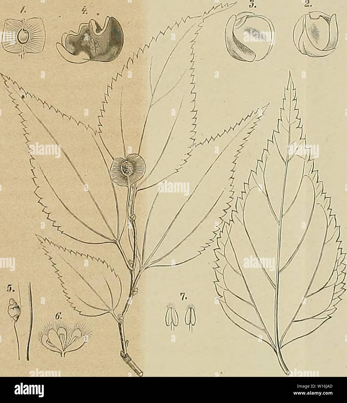 Novarum hires stock photography and images Alamy