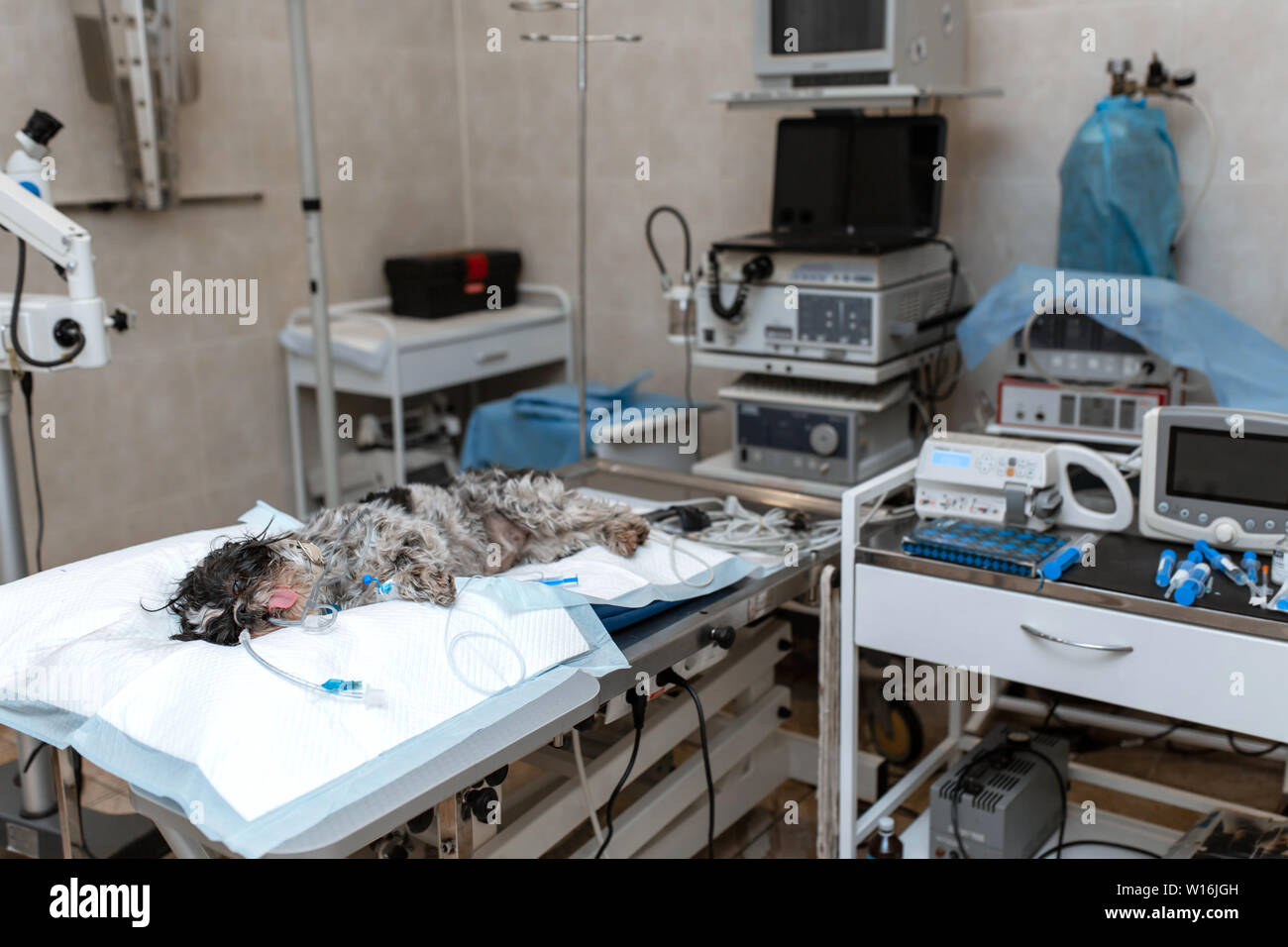 Dog under anesthesia lie on operating table in operating room. Dog