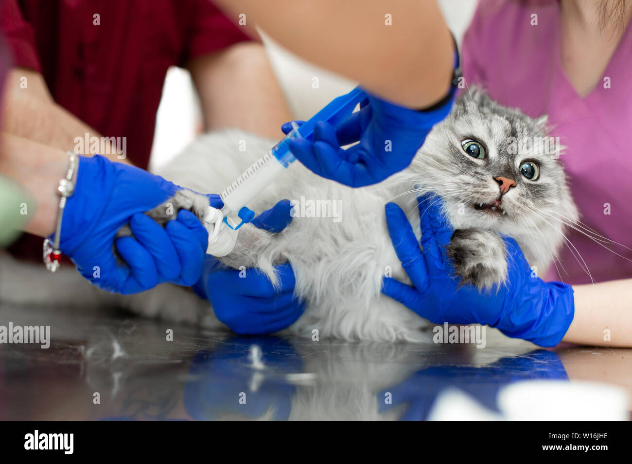 Vets put catheter cat before procedure. animal doctor Stock Photo Alamy