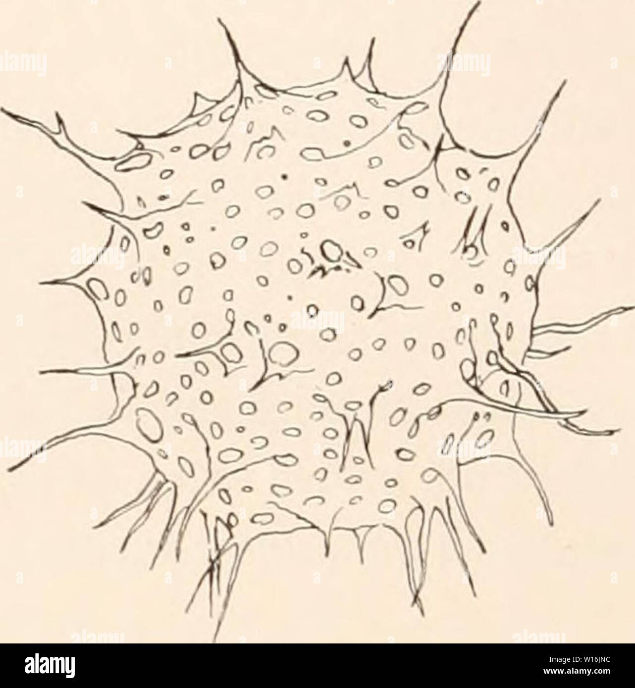 Archive image from page 301 of Deutsche SüdpolarExpedition, 19011903