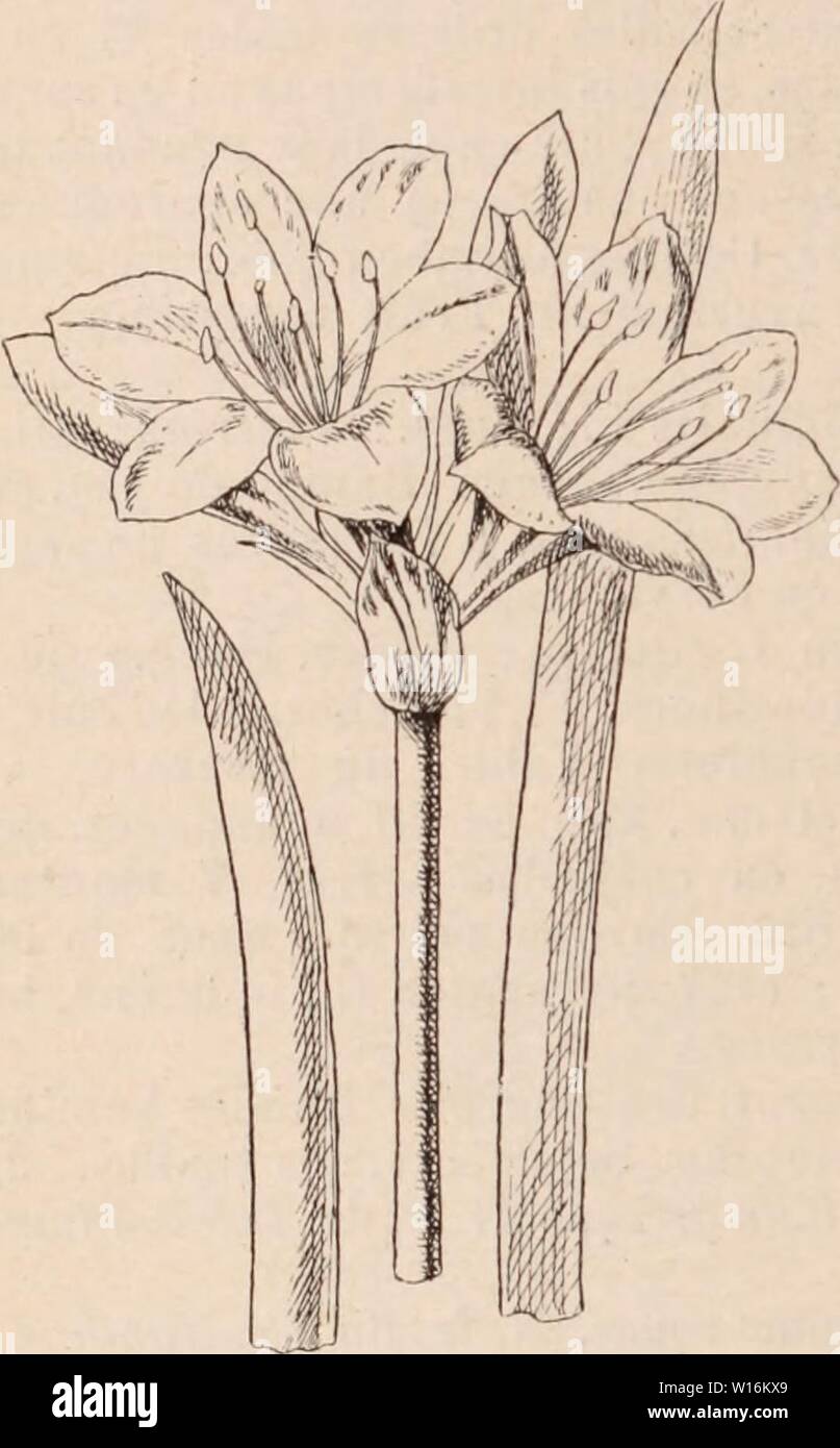 Archive image from page 1195 of Dictionnaire d'horticulture illustré  par. Dictionnaire d'horticulture illustrÃ / par D. Bois   prÃface de Maxime Cornu   avec la collaboration de E. AndrÃ ... [et al.]. . dictionnairedhor00bois Year: 1893  VALLOTA. - 1] Herb. (Amaryllis purpurea Ait.) &lt;Fig. 923.), B. M. 1430; B.R. 552; Bois, Atl. pl. jard. pl. 269. Le Cap. Hampe portant 2-5 fl , en entonnoir, rouge Ãcarlate. Orang. Graines, caÃ¯eux. J. G. VALVAIRE (PrÃfloraison). On dit que les pÃ- tales et les sÃpales sont en prÃfloraison valvairc quand, dans le bouton, ils sont rapprochÃs par leurs bords s Stock Photo