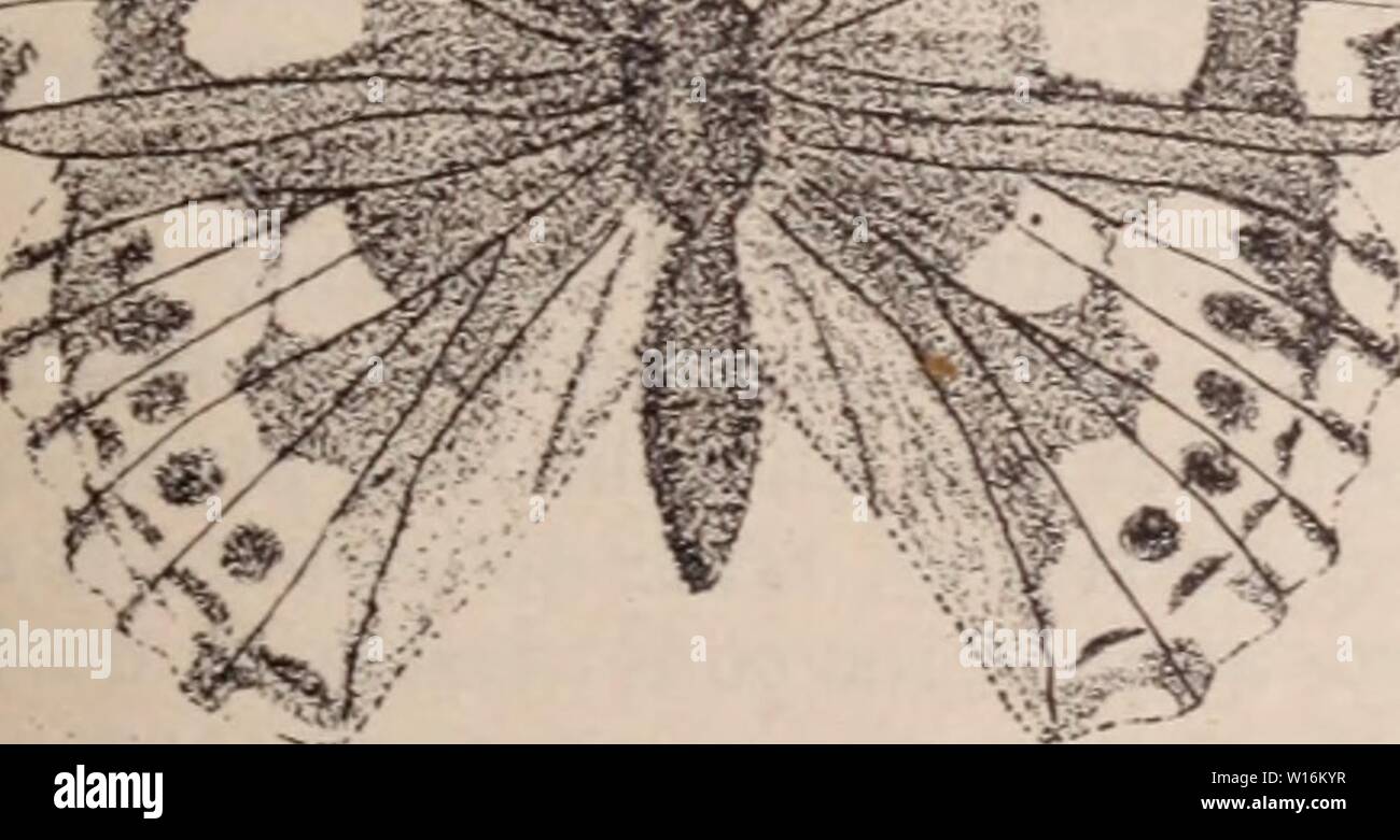 Archive image from page 1196 of Dictionnaire d'horticulture illustré  par. Dictionnaire d'horticulture illustrÃ / par D. Bois   prÃface de Maxime Cornu   avec la collaboration de E. AndrÃ ... [et al.]. . dictionnairedhor00bois Year: 1893  Fig. 925. â Vanessa Cardui. V. Cardui Lin., Vanessedu Chardon, a les ailes ichetÃes de rouge, de noir et de blanc. La che- ille vit sur les Chardons et sur les Artichauts, n a signalÃ de vÃritables migrations de ces ipillons, qui sont rÃpandus sur tout le globe. V.AntiopaL., ou Mono, est la plus grande des â¢ ; son envergure atteint jusqu'Ã 7 cm. Les les sont Stock Photo