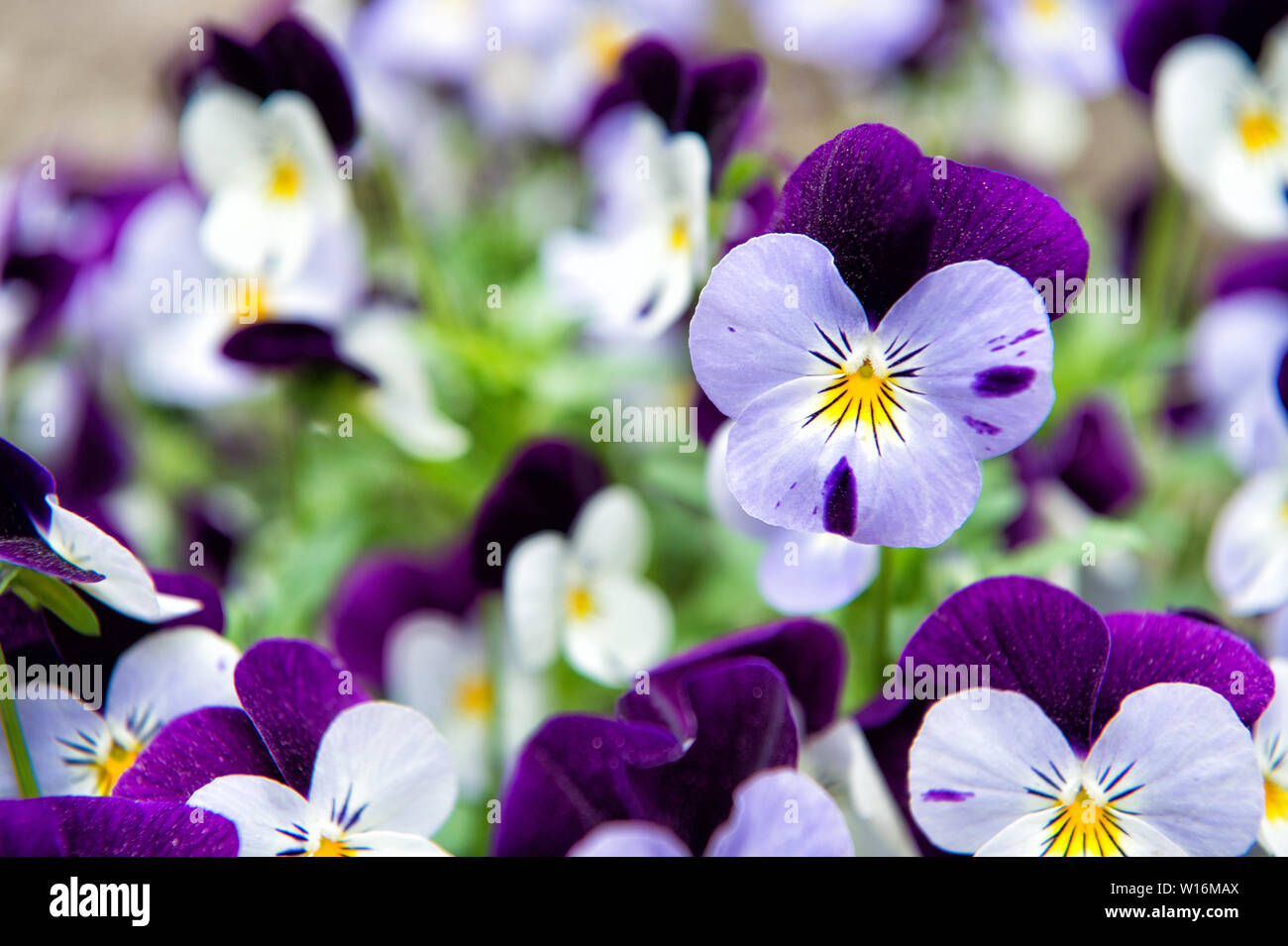 Robust and blooming. Garden pansy with purple and white petals. Hybrid pansy. Viola tricolor pansy in flowerbed. Pansy flowers showing typical facial markings. Stock Photo