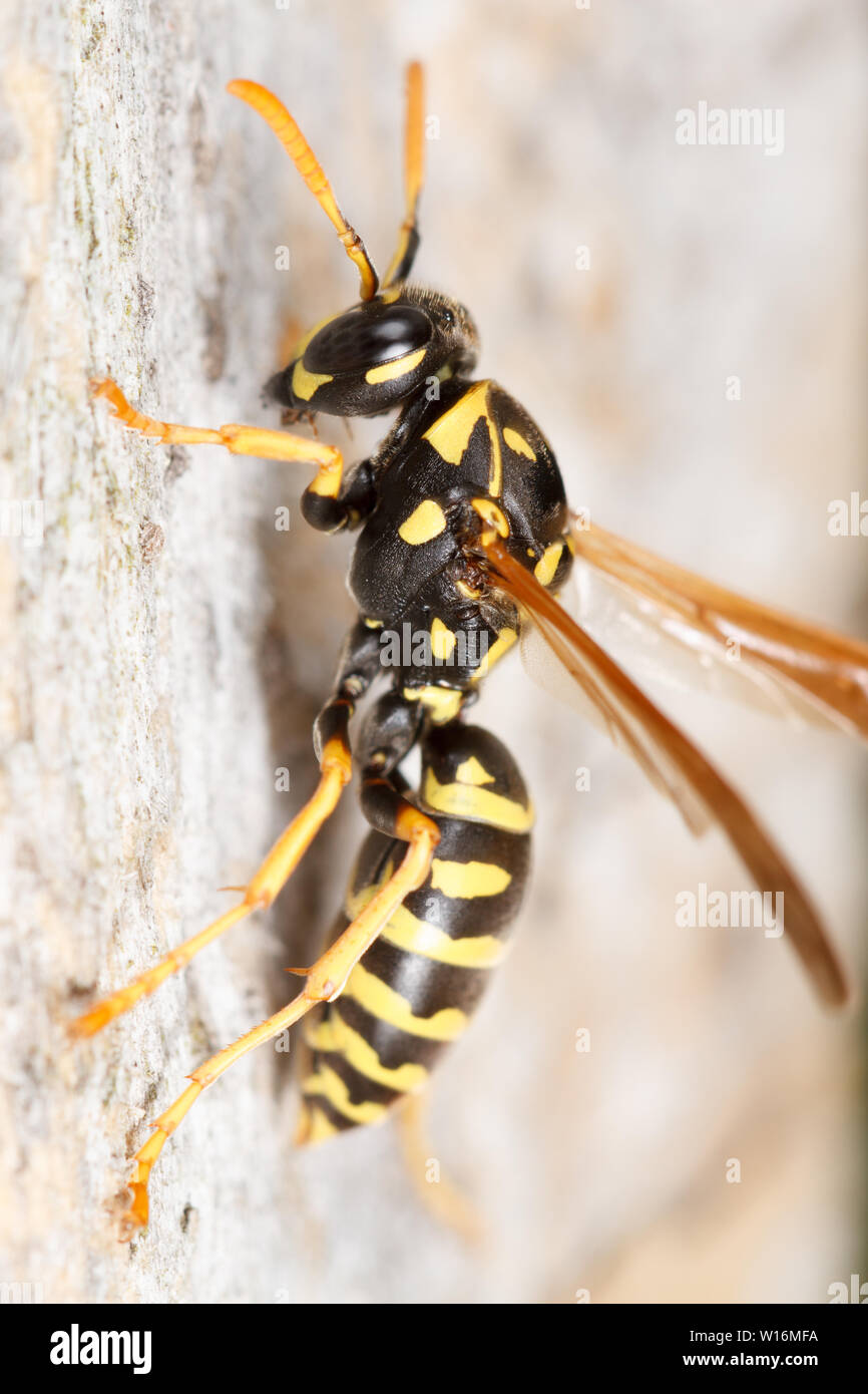 A European paper wasp (Polistes dominula) gathers fibers from wood. Stock Photo