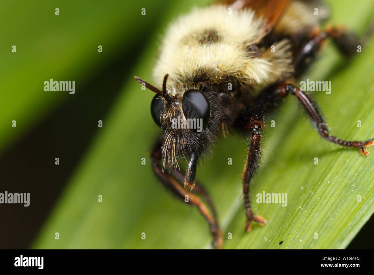 A bumblebeemimic robber fly (Laphria, maybe thoracica Stock Photo Alamy