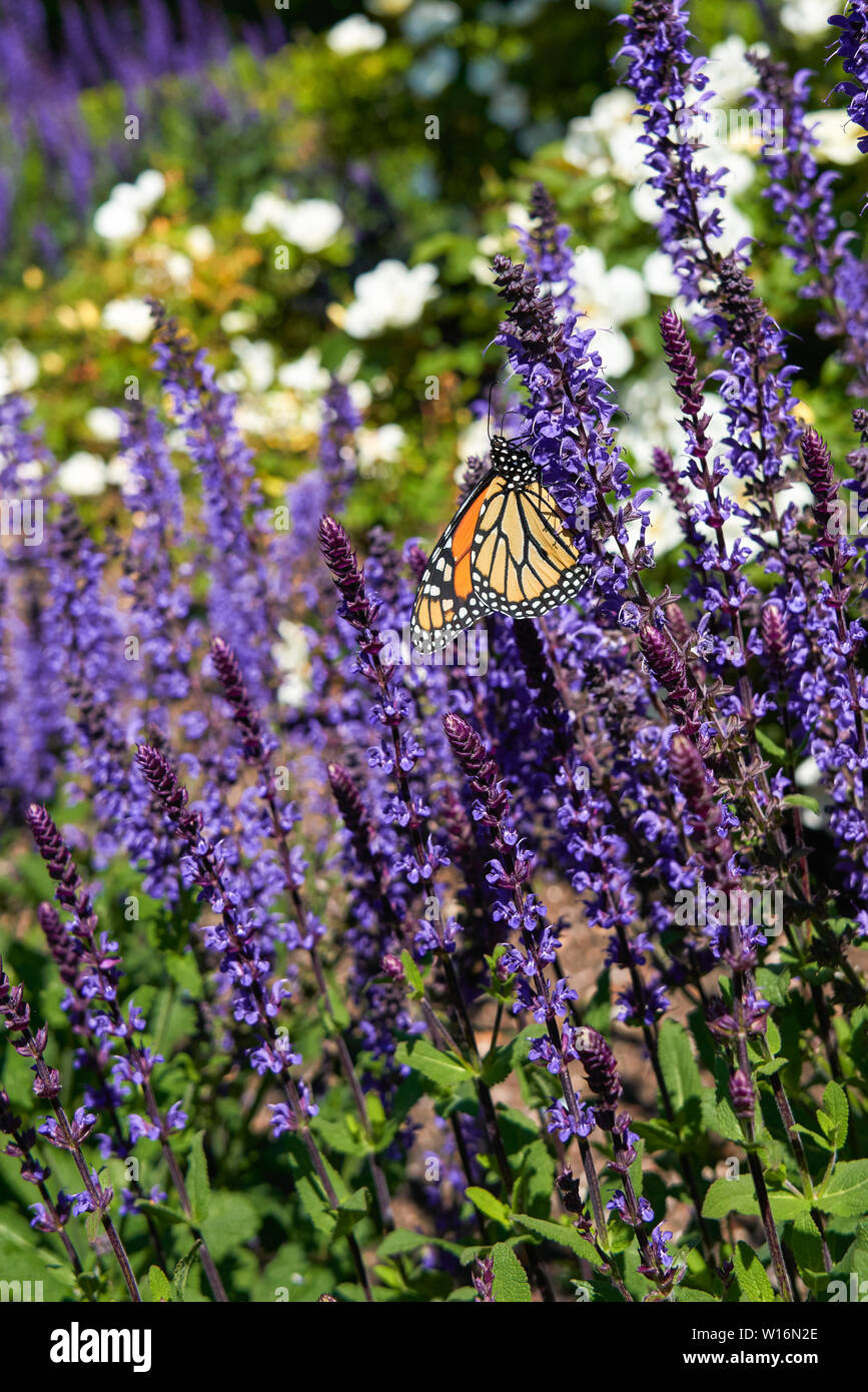 monarch butterfly on purple spiked flowers (wood sage, salvia sylvestris) with white flowers out of focus in the background Stock Photo