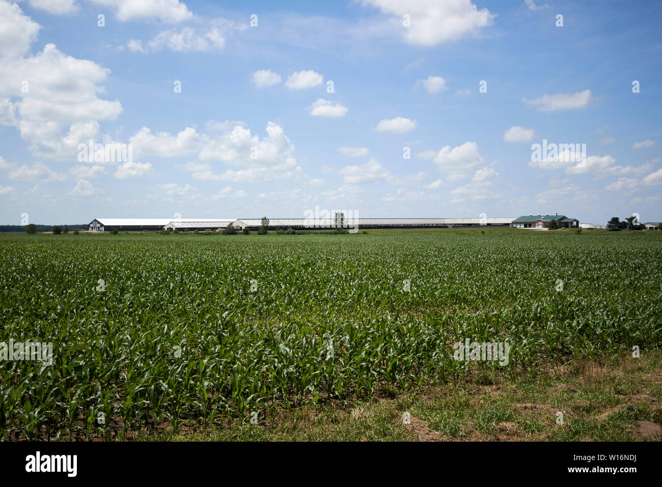 Dairy barns hires stock photography and images Alamy