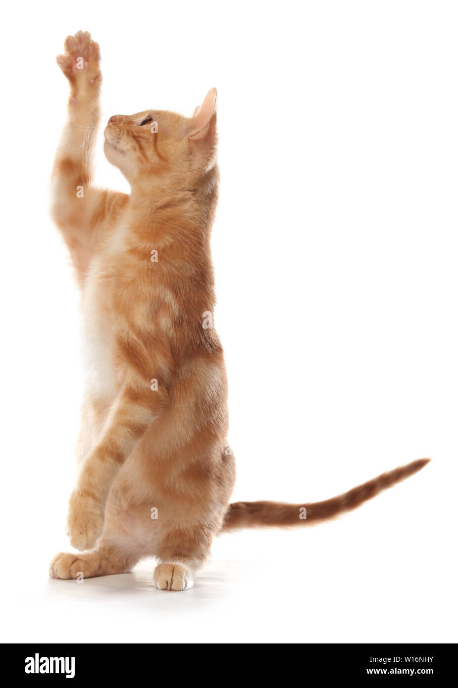 Cute little orange tabby kitten, isolated on white background Stock Photo