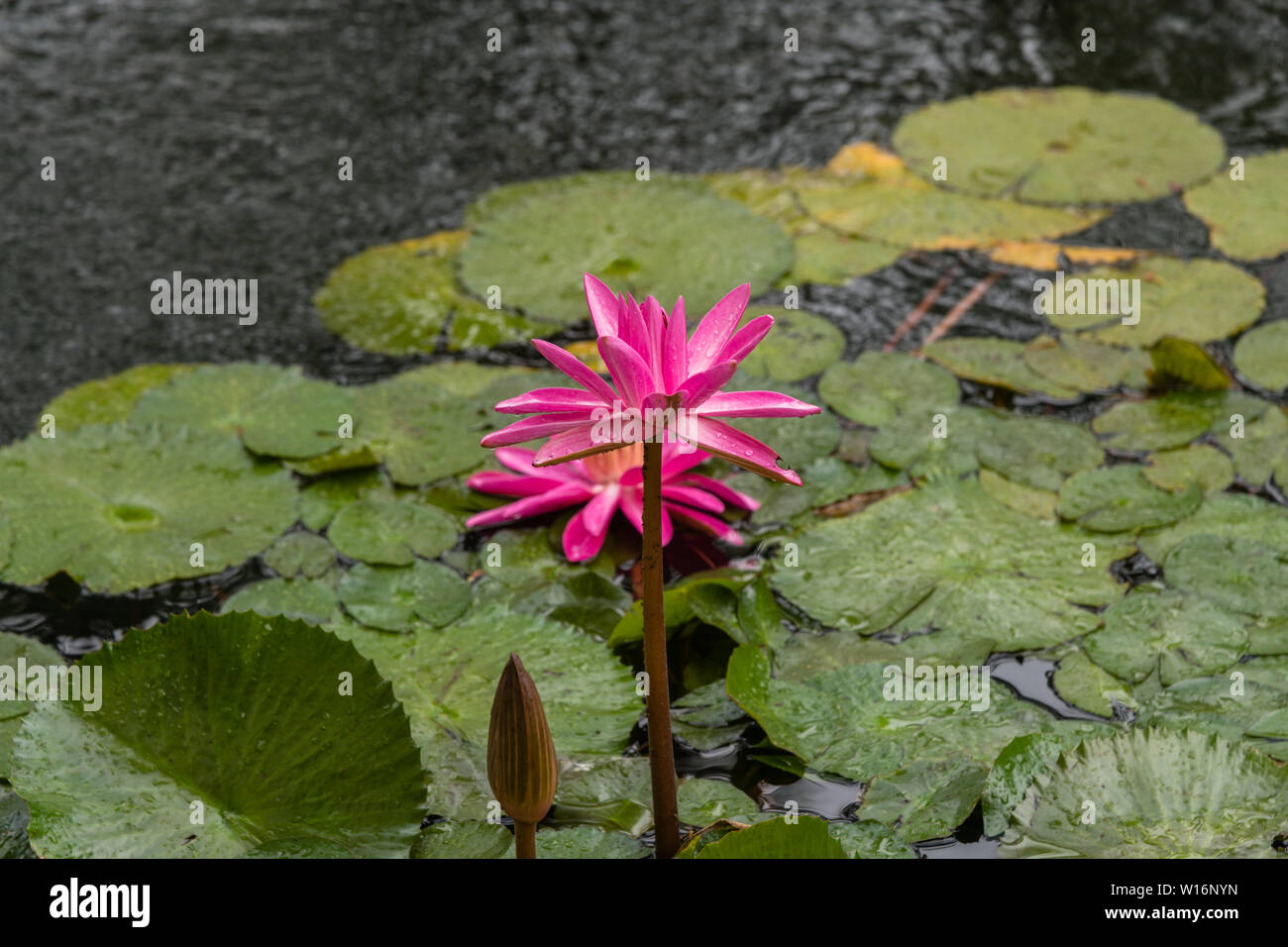 Beautiful pinkish purple waterlily flower on Oahu, Hawaii Stock Photo