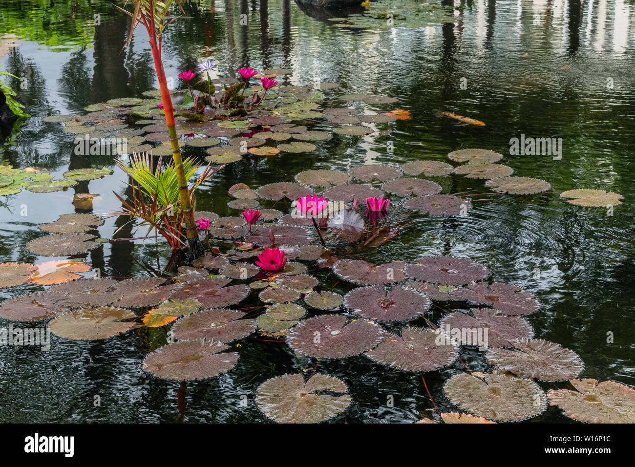Purple Hawaii Flowers High Resolution Stock Photography and Images - Alamy