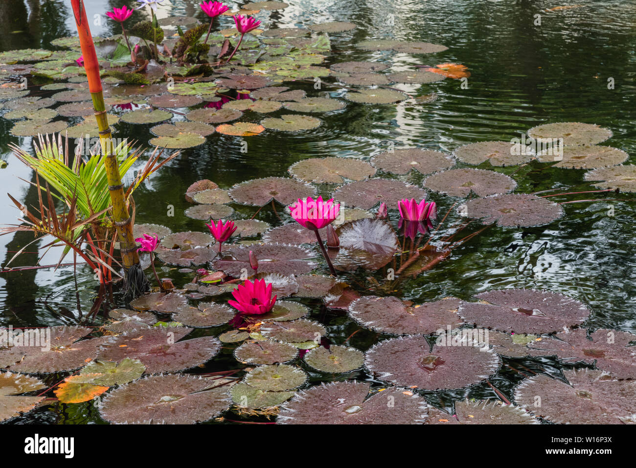 Pinkish lotus hires stock photography and images Alamy