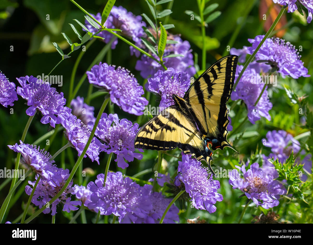 Butterfly, Western Tiger Swallowtail (Papilio rutulus) nectaring on purple Pincushion flowers (Scabiosa) Stock Photo