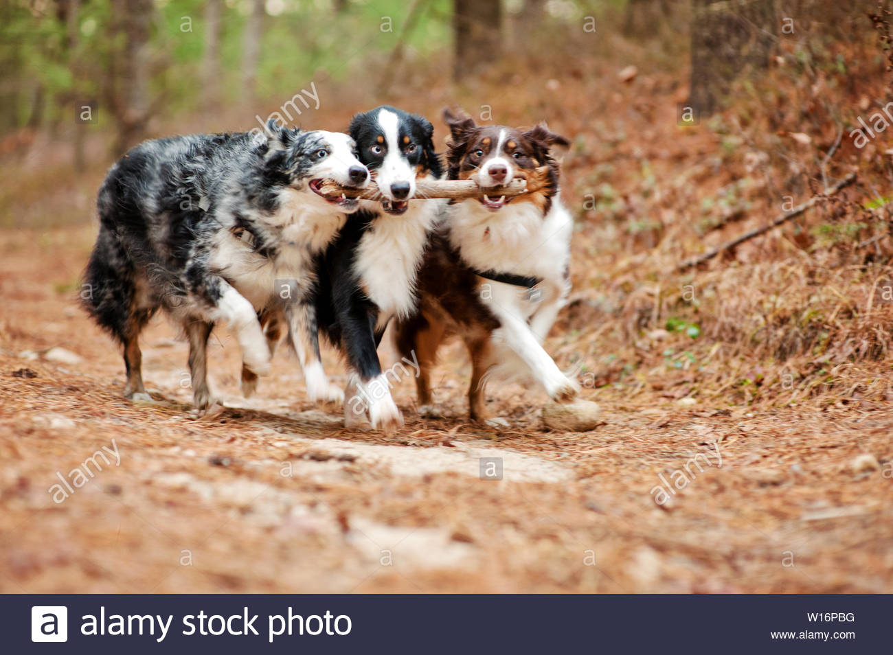 blue merle australian shepherd