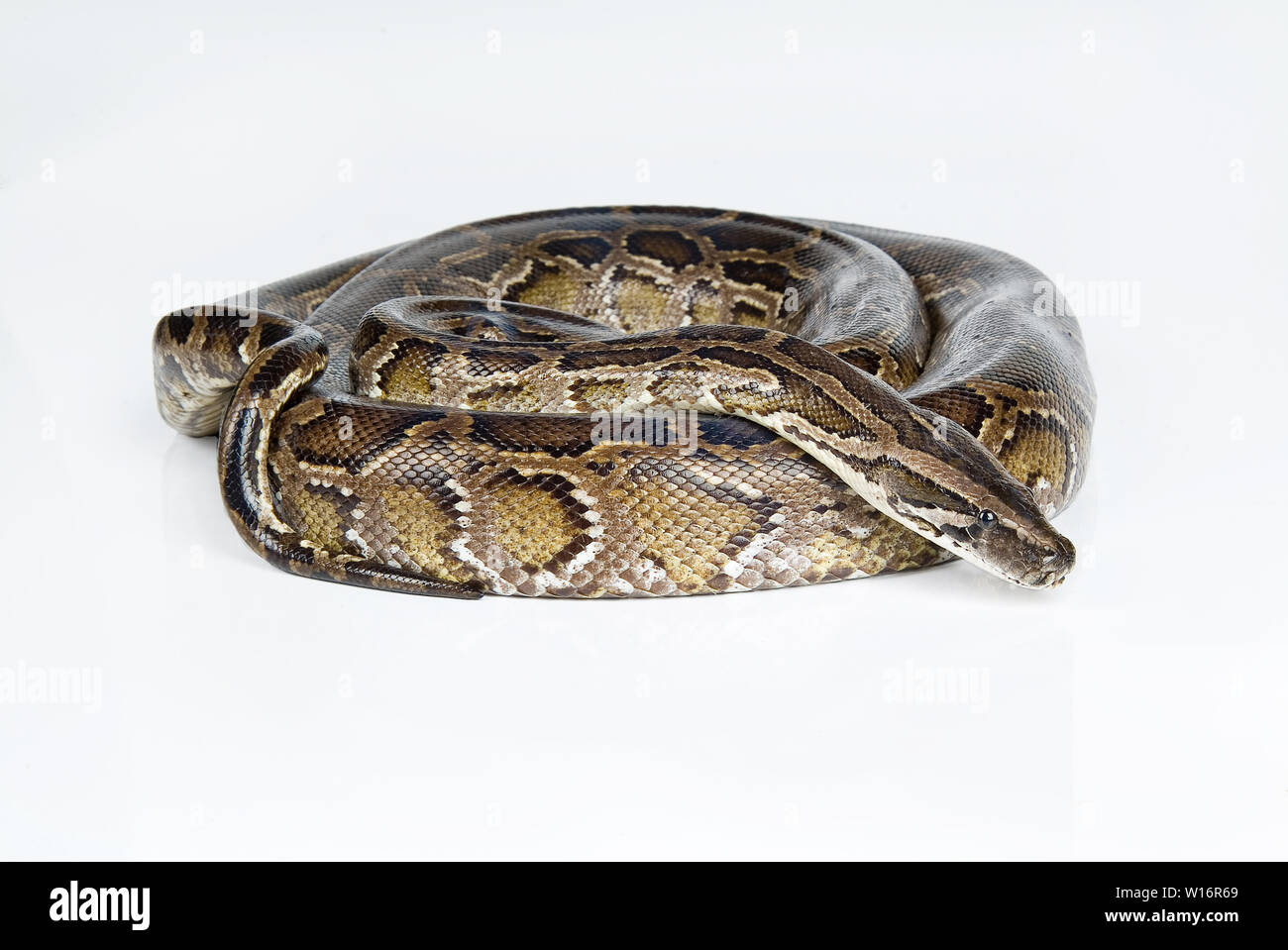 Royal python on an isolated studio background Stock Photo - Alamy