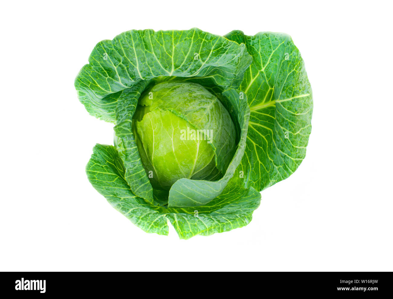 Field of cabbage Cut Out Stock Images & Pictures - Page 2 - Alamy Field of cabbage Cut Out Stock Images & Pictures - Page 2 - Alamy