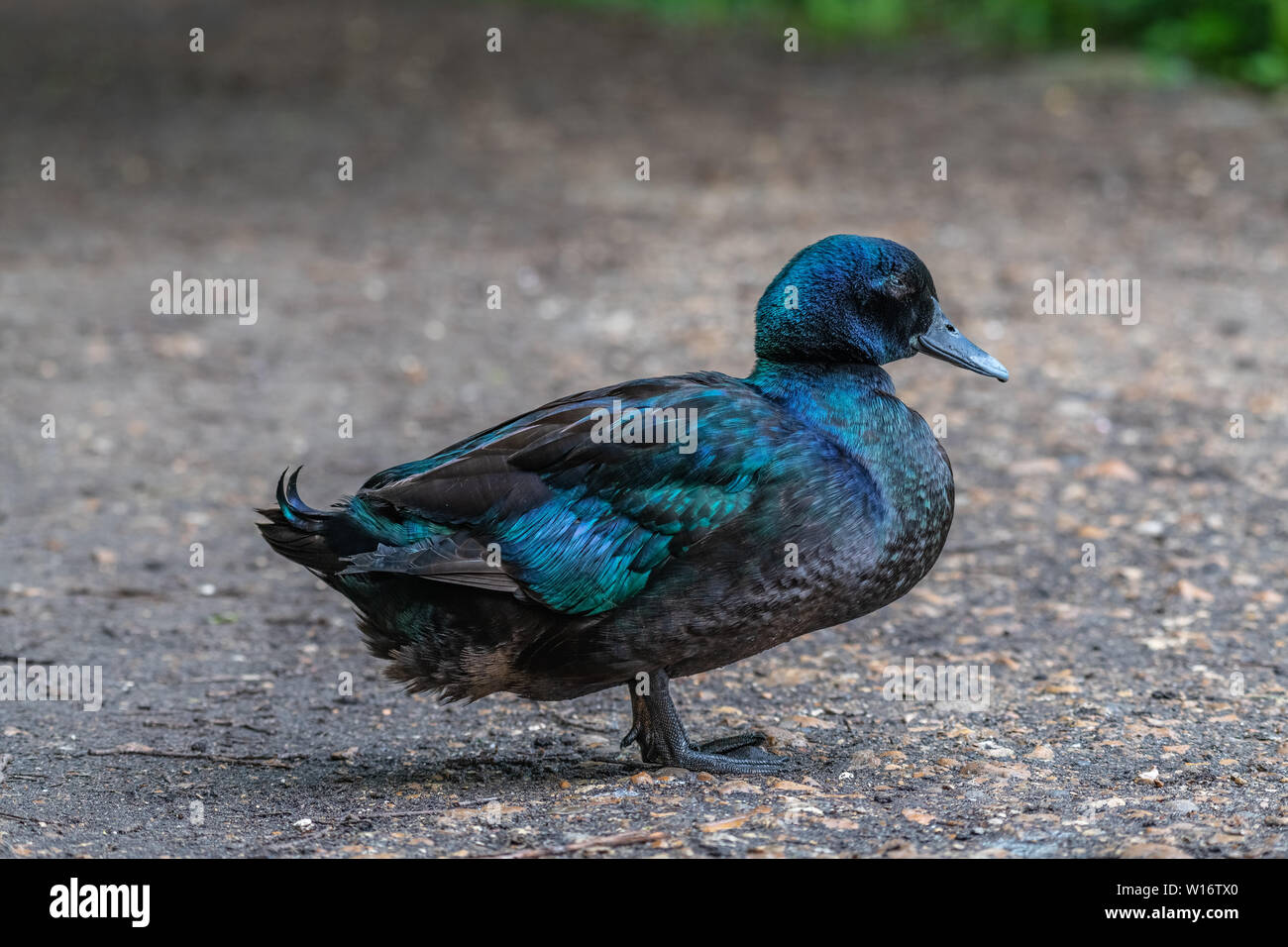 Cayuga duck hires stock photography and images Alamy