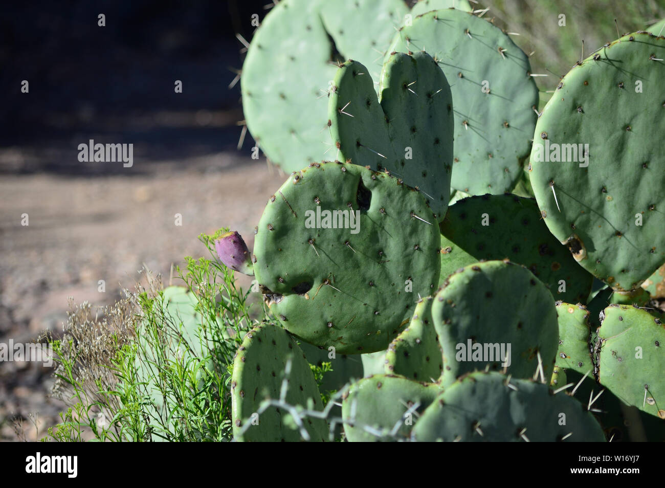 Prickly Pear Cactus looks like mouse, bunny rabbit, animal Stock Photo