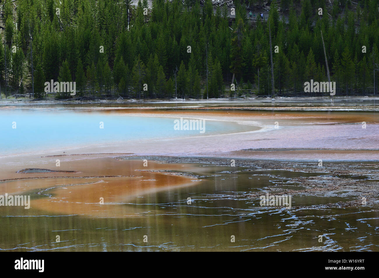 Colorful brown and blue hot spring thermal feature with green forest in background. Grand Prismatic, Yellowstone National Park. Stock Photo