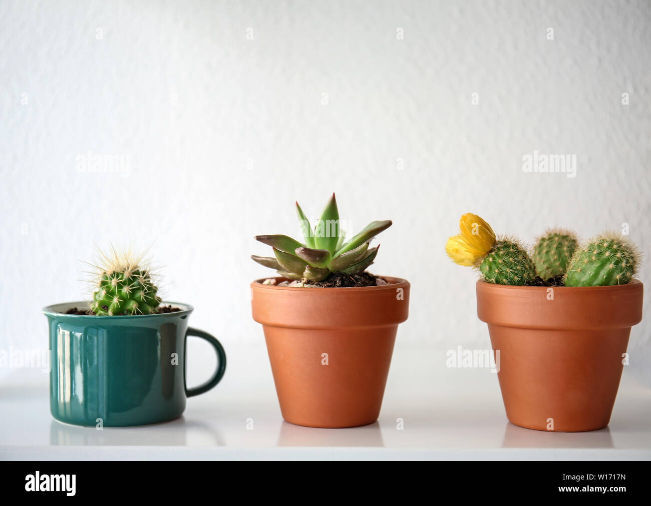 Different succulents in pots on table against white background Stock Photo