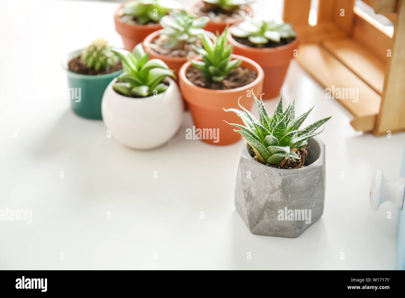 Succulents in pots on white table Stock Photo